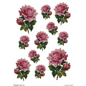 Ριζόχαρτο Tuja Collection A4 1057_RZ4012