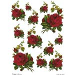 Ριζόχαρτο Tuja Collection A4 1058_RZ6013