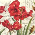 Χαρτοπετσέτα (XA107)