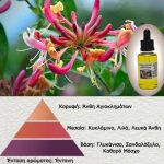 Άρωμα για κερί Honeysuckle (Αγιόκλημα)-AR551888 - Image 2