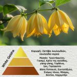 Άρωμα για κερί-reed diffuser White Geisha**  AR234728-G