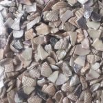 Κοχύλι σπασμένο 2-4mm, Σαμπανιζέ 100gr-DK1099