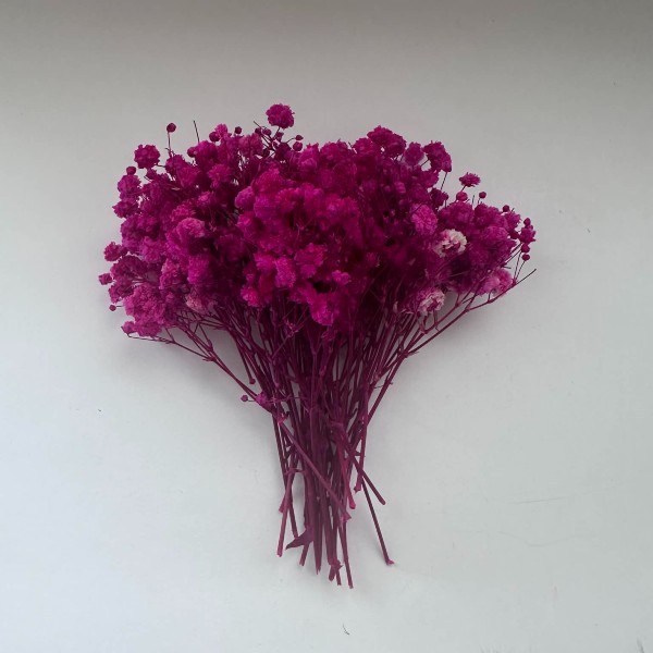 Αποξηραμένη γυψοφύλλη Φούξια 26τεμ.-AP3780