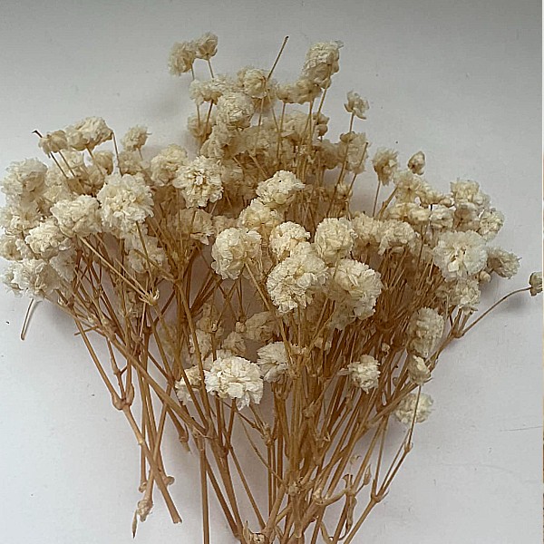 Αποξηραμένη γυψοφύλλη Ιβουάρ 26τεμ.-AP3740