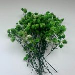 Αποξηραμένη γυψοφύλλη Πράσινο ανοιχτό 26τεμ.